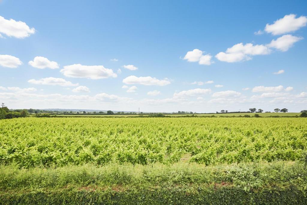 Vineyard Views N.jpg