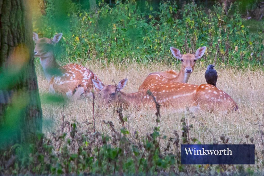 Greenwich Park Deer