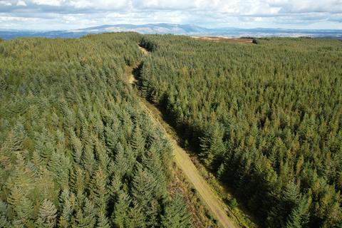 Woodland for sale, Earlsburn Forest, Near Stirling, Stirlingshire FK7
