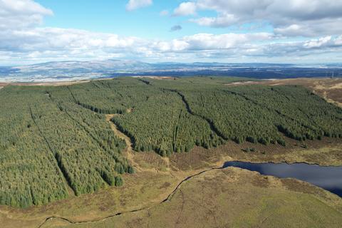 undefined, Earlsburn Forest, Near Stirling, Stirlingshire FK7