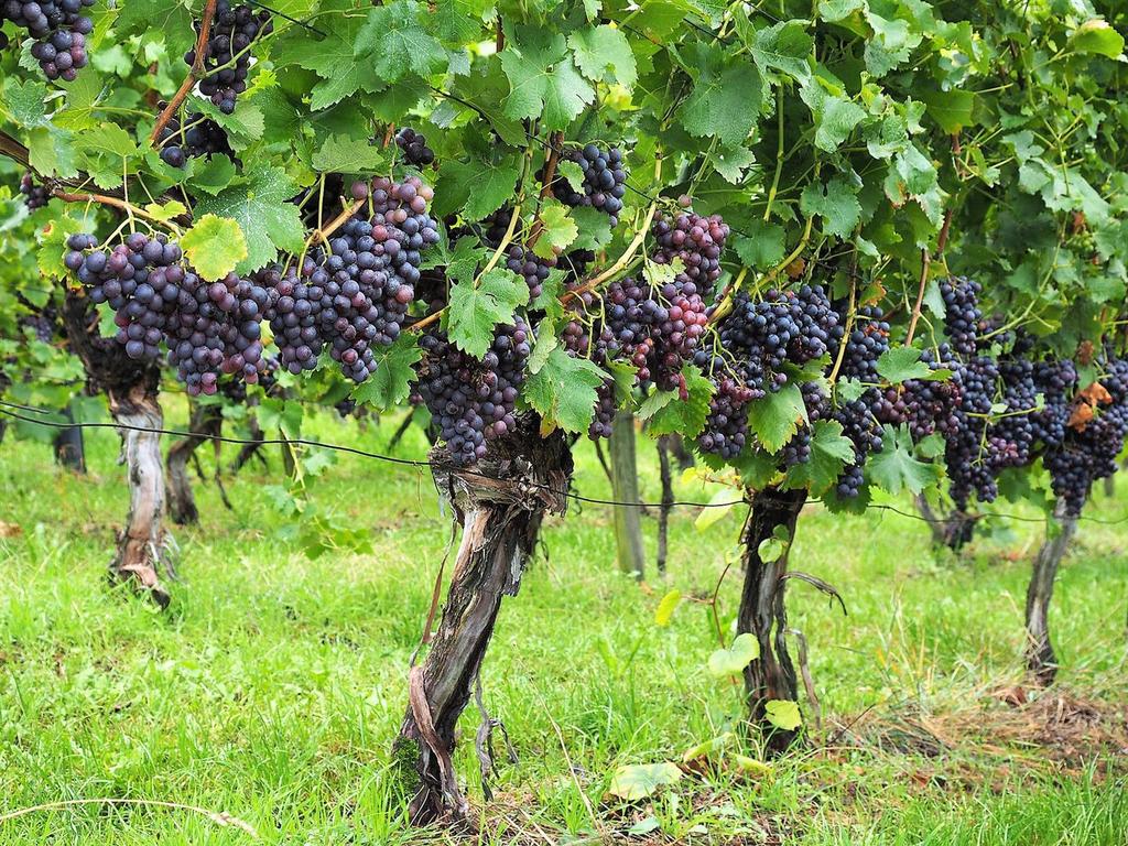Wine-grapes.jpg