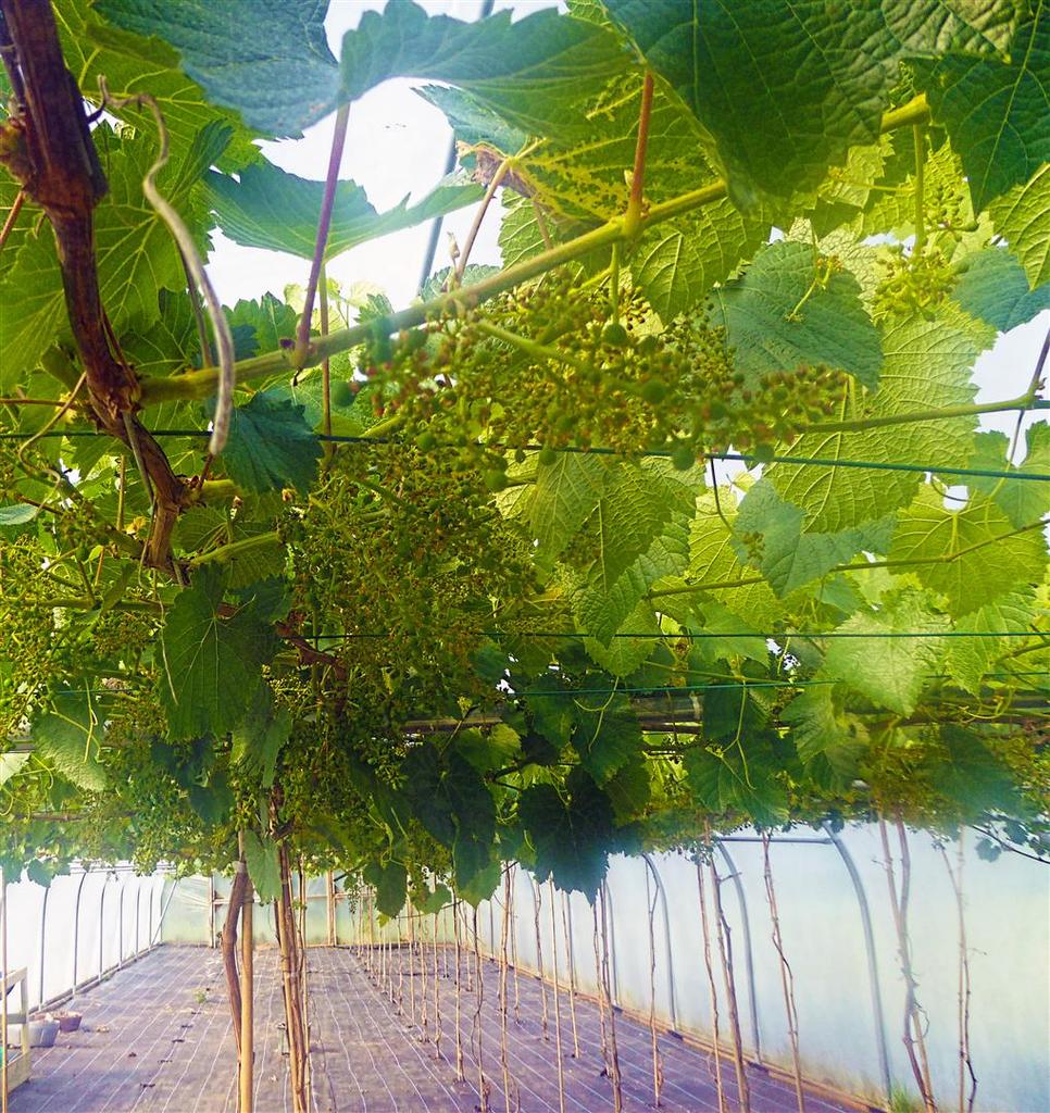 Grapes in Tunnel.jpg