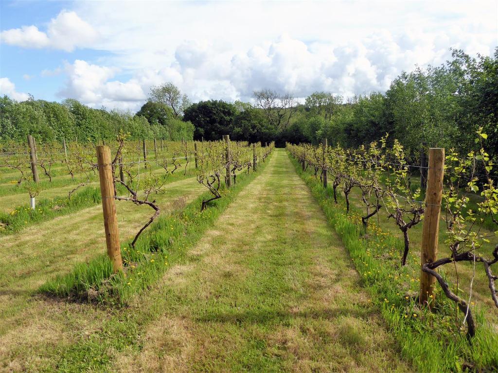 Vine Yard vines.jpg