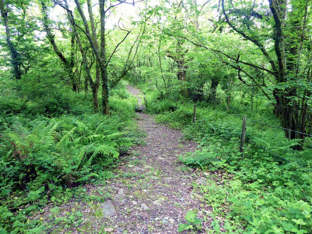 Wood walk.jpg