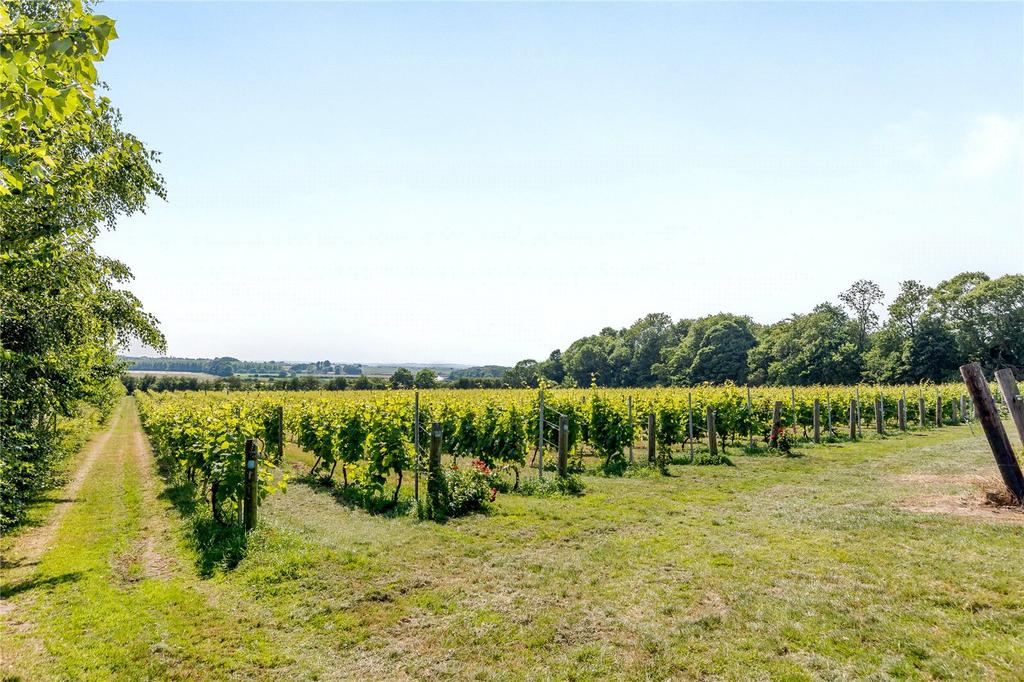 Vines 3
