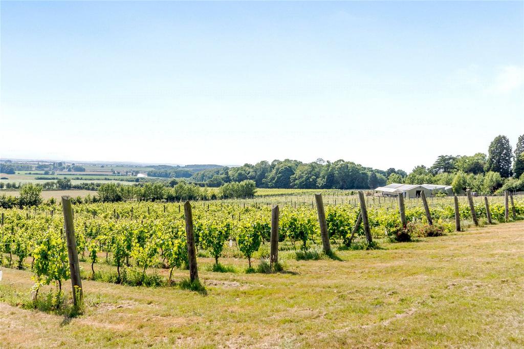 Vines 4