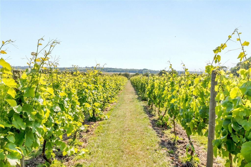 Vines 5