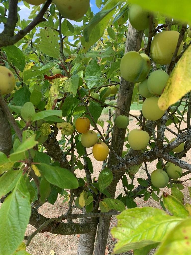 Fruit From Orchard