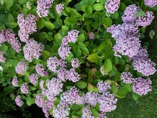 Garden Planting