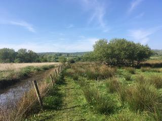 Local Walks