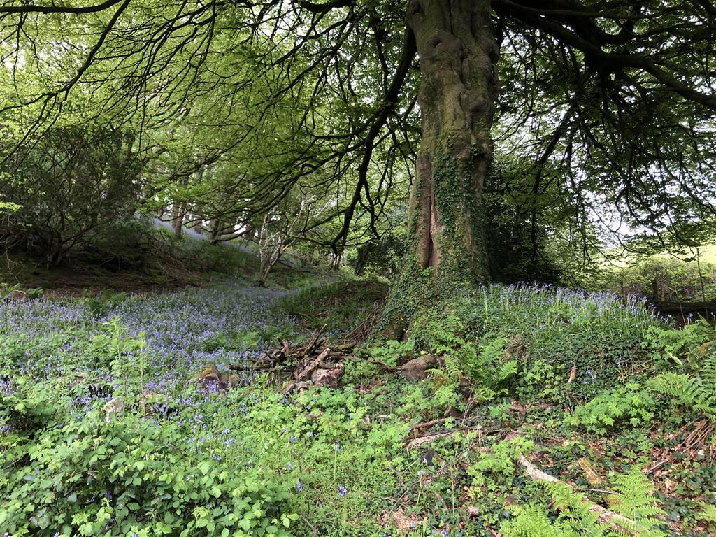 Bluebells.jpeg
