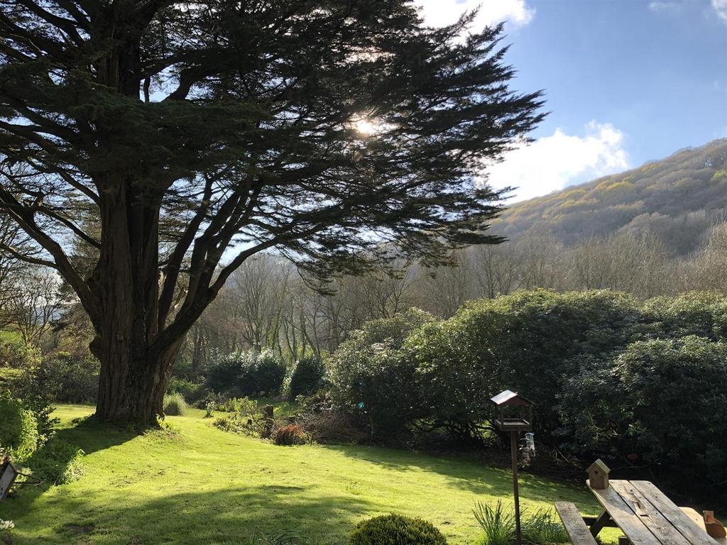 Conifer.jpeg