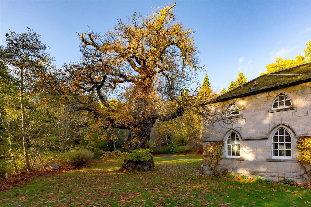 Queen Mary's Tree