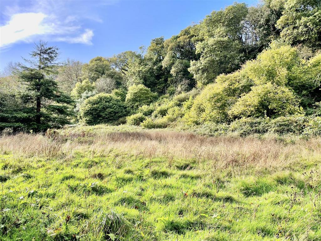 MEADOW.jpeg