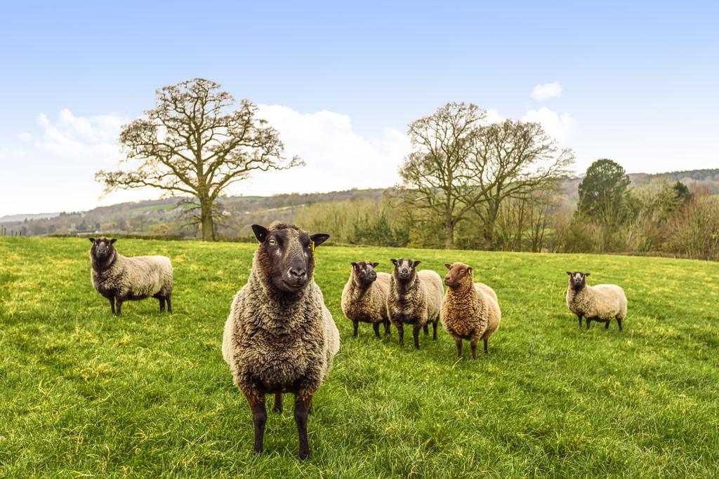 Countryside Living