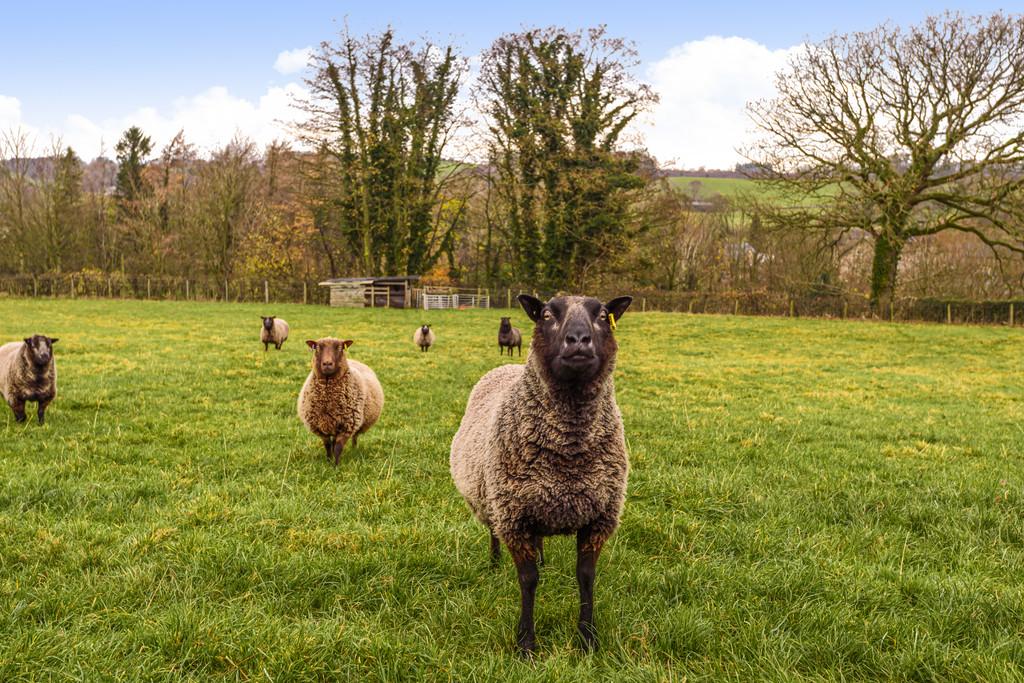 Countryside Living