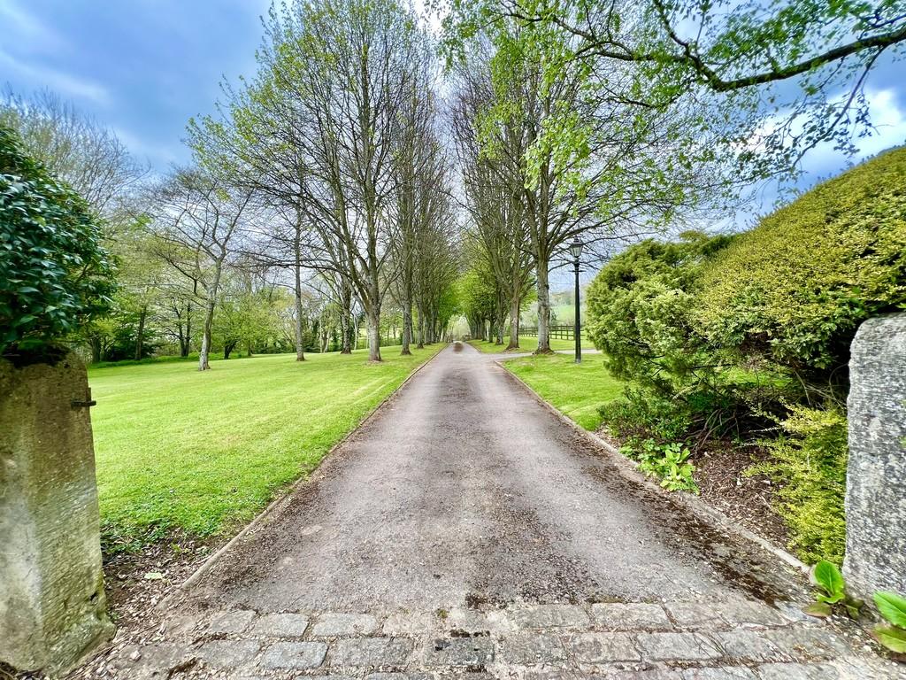 Tree Lined Drive