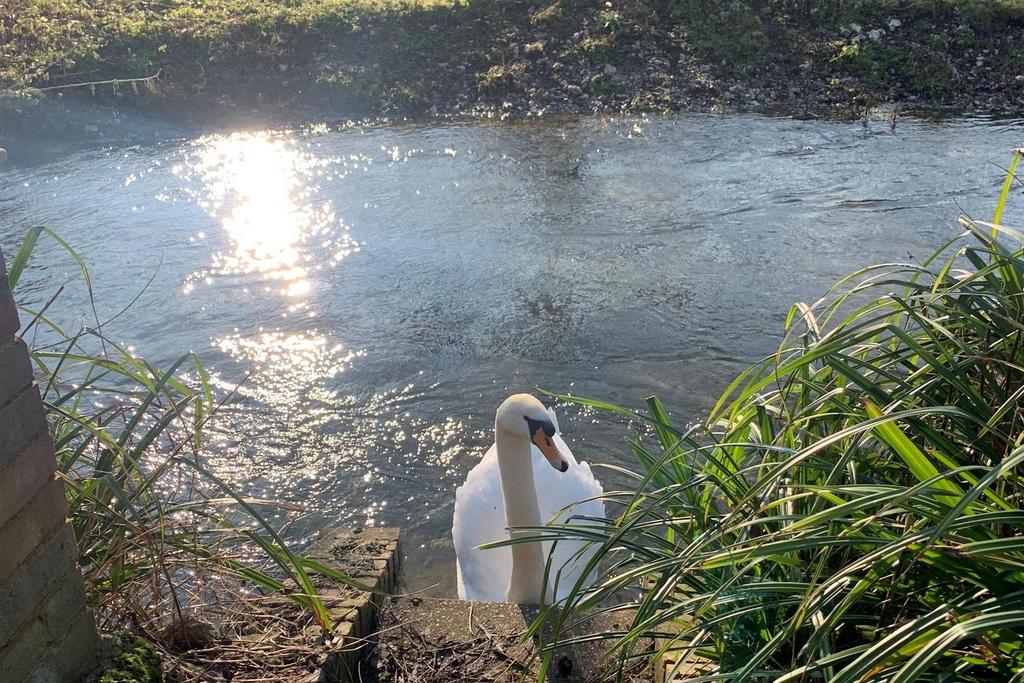 Views from the garden onto The Bourne Rivulet.jpg