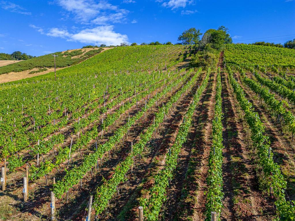 High Res Old Walls Vineyard Poppy Jakes Photograph