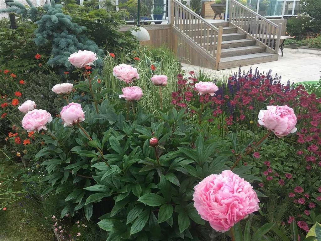 Rear Garden - Summer