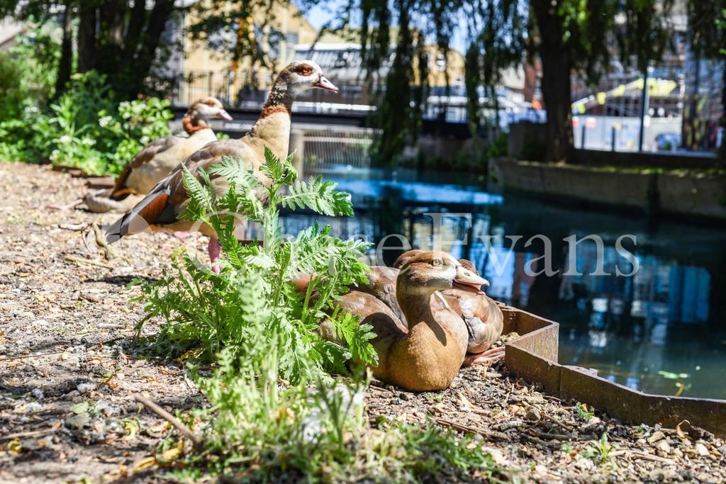 Ducks