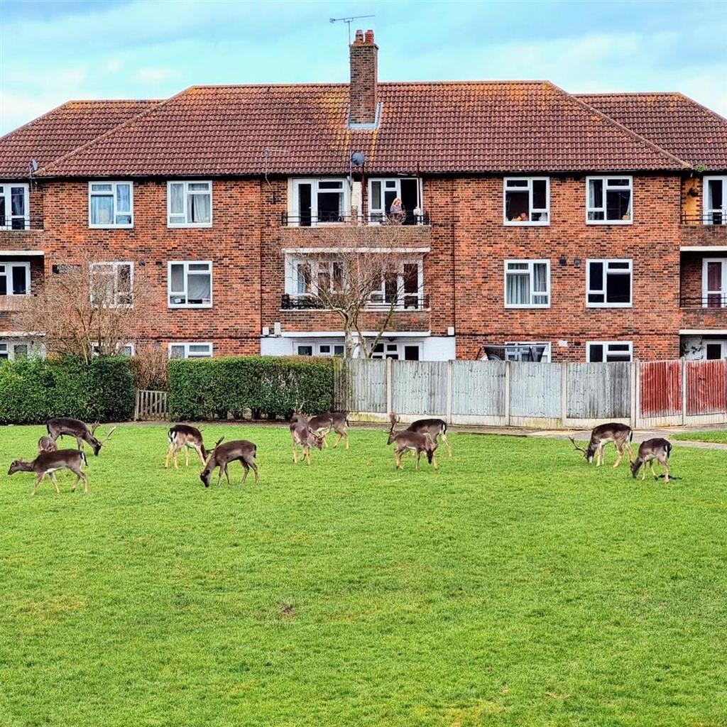 Kings Lynn Drive, Romford 1 bed flat for sale £205,000