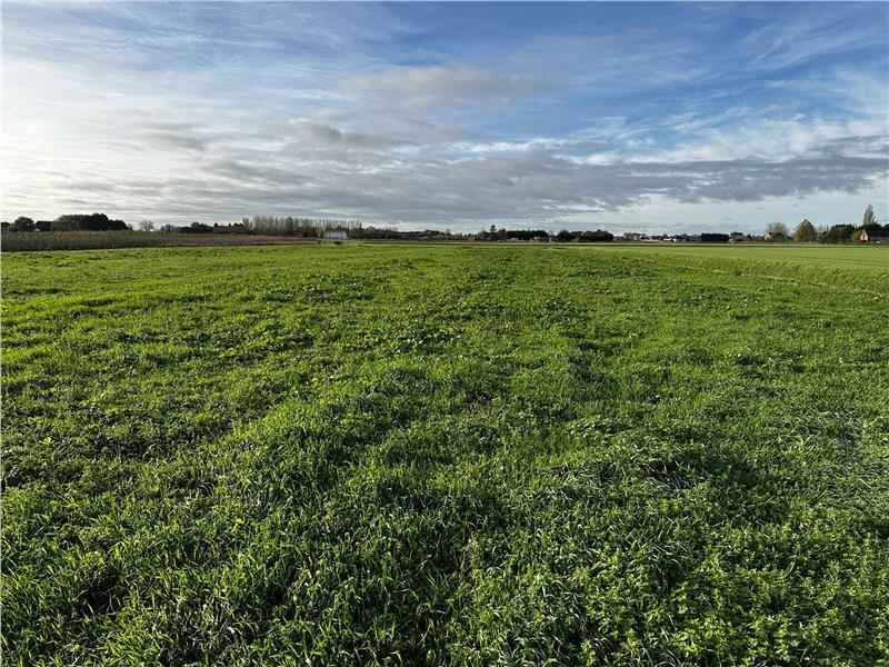 2.55 hectares (6.29 acres) of Grade 1 Arable Silt at Baldwins Drove
