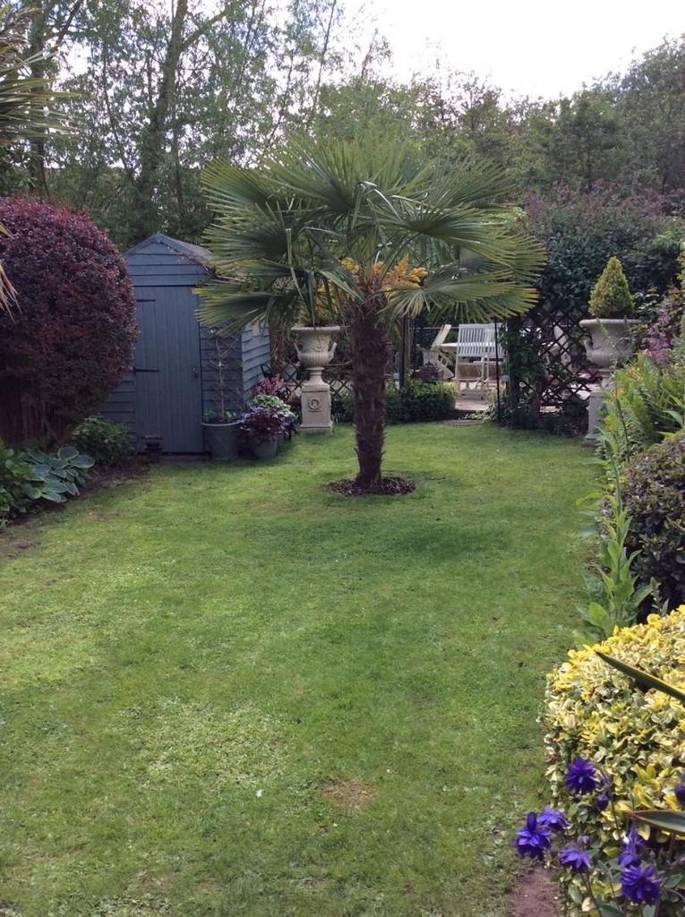 Garden in summer
