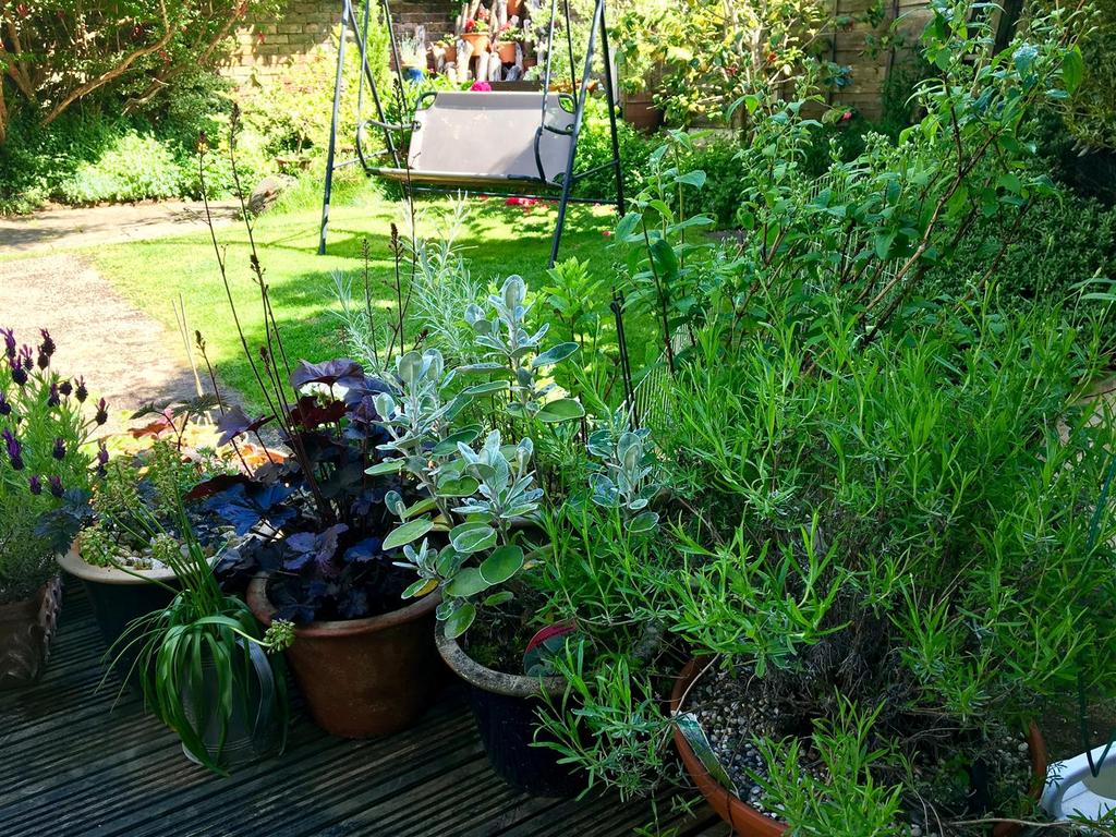 7 Darley - back garden summer 2022 (1).JPG