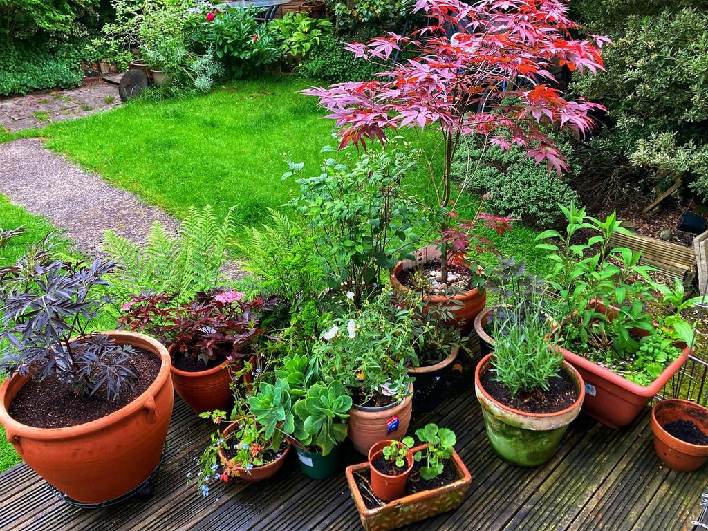7 Darley - back garden summer 2022.jpg