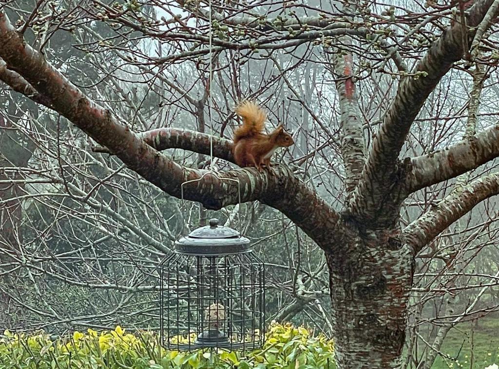 Garden wildlife!