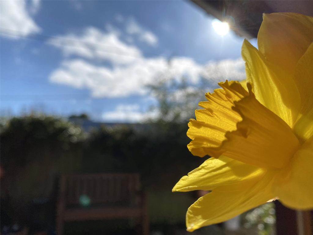 Daffodil Sunshine
