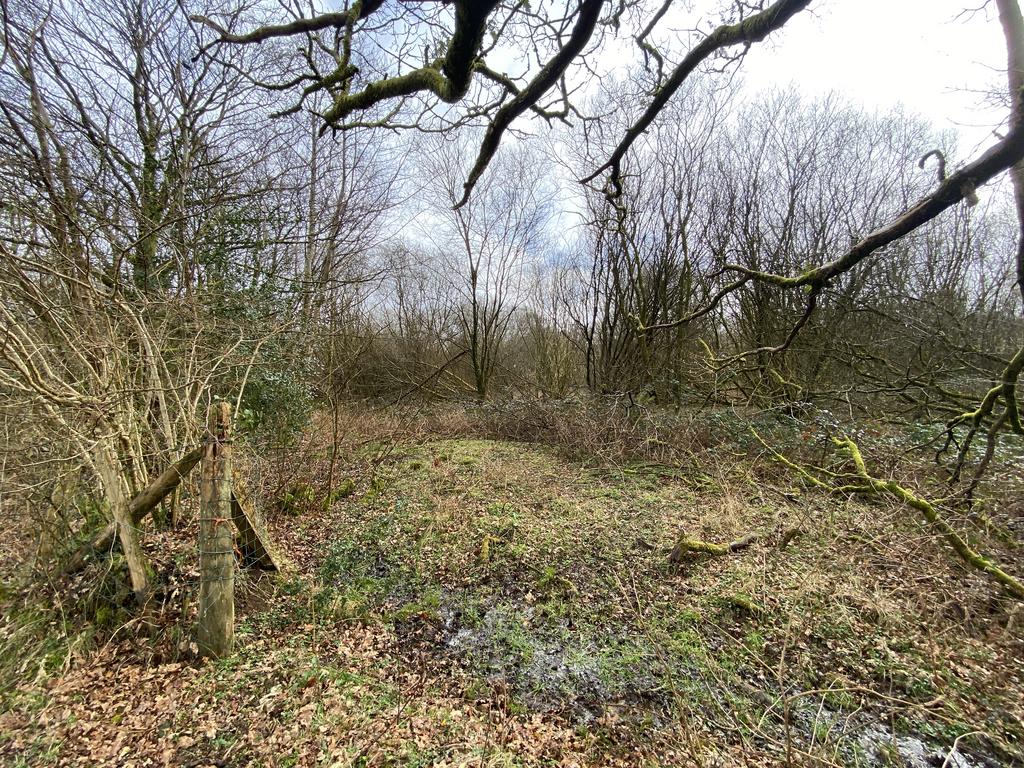 Ancient woodland