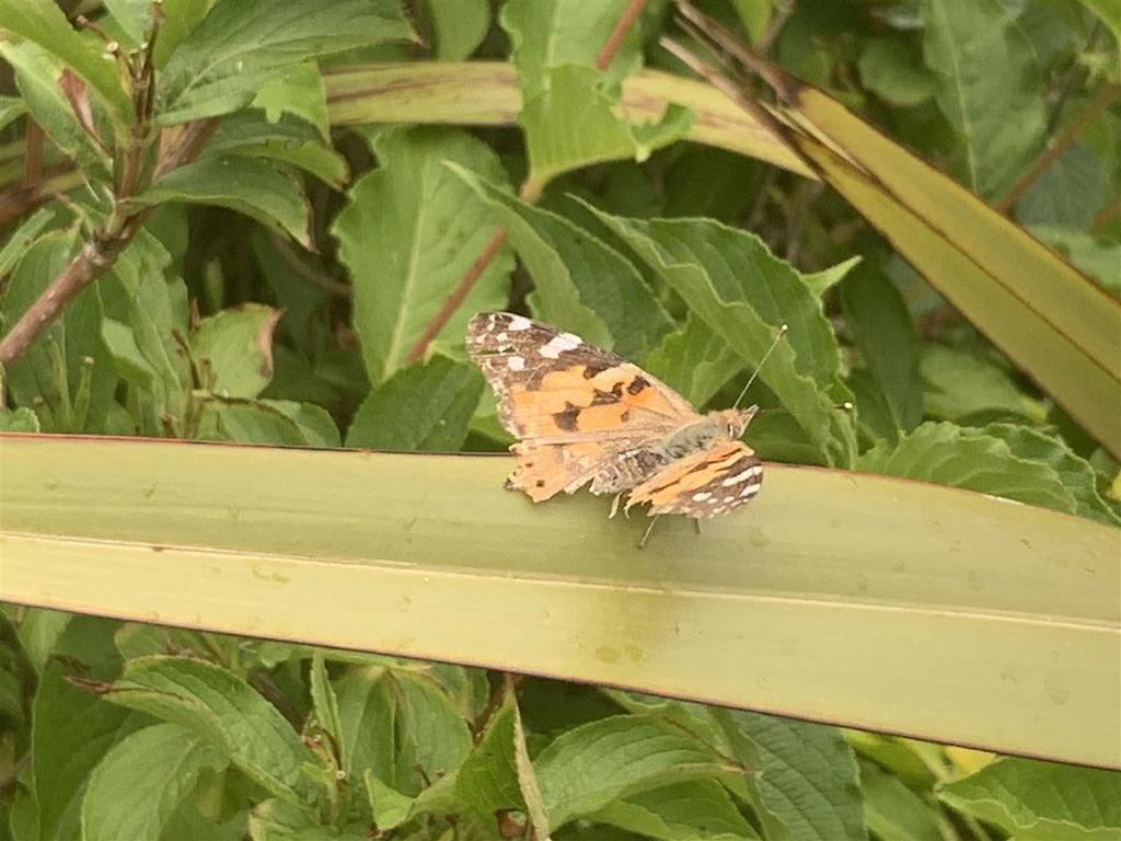 Butterfly.jpg