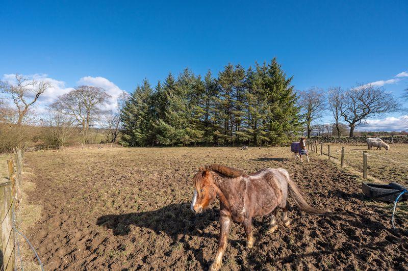 Horses