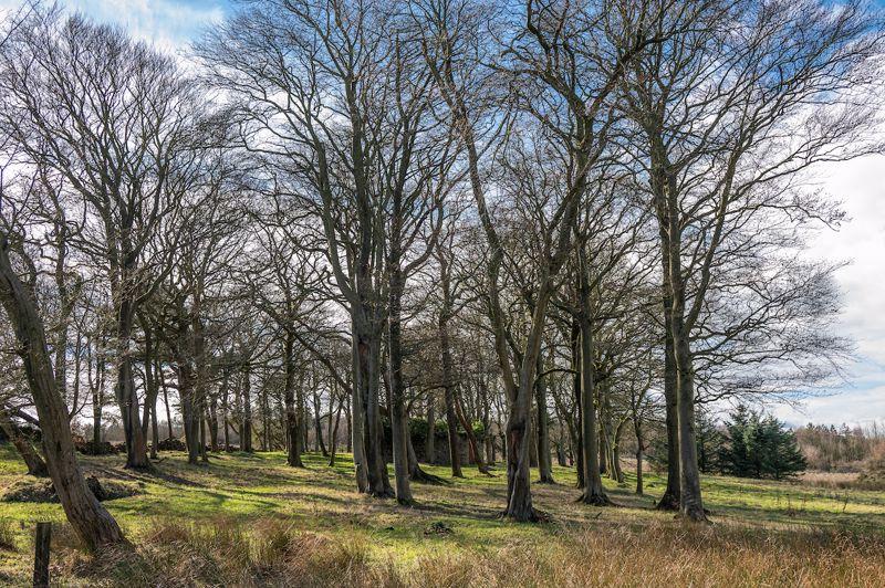 Woods Lot 2