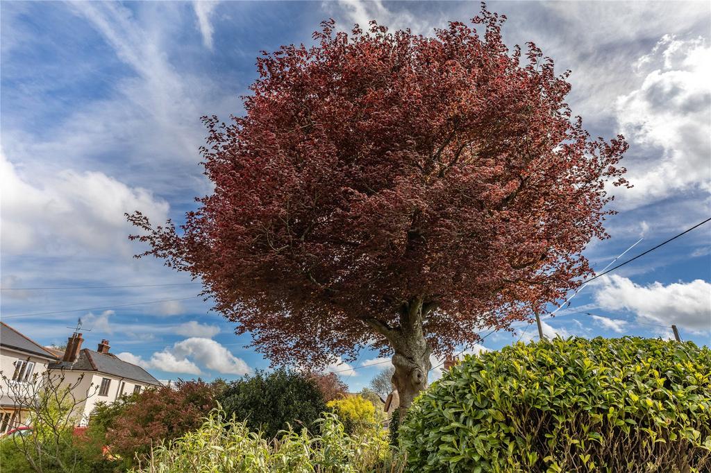 Beech Tree
