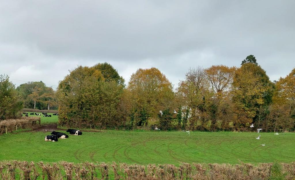 Cow2.jpg