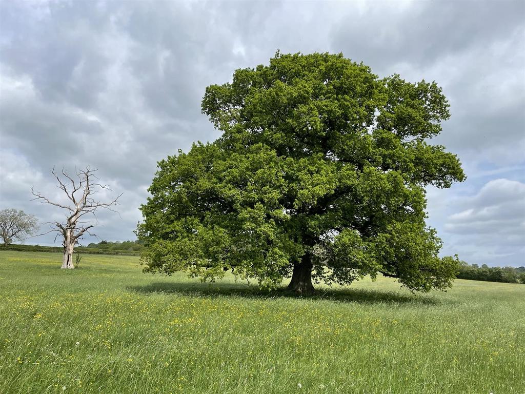 Oak Tree.jpeg