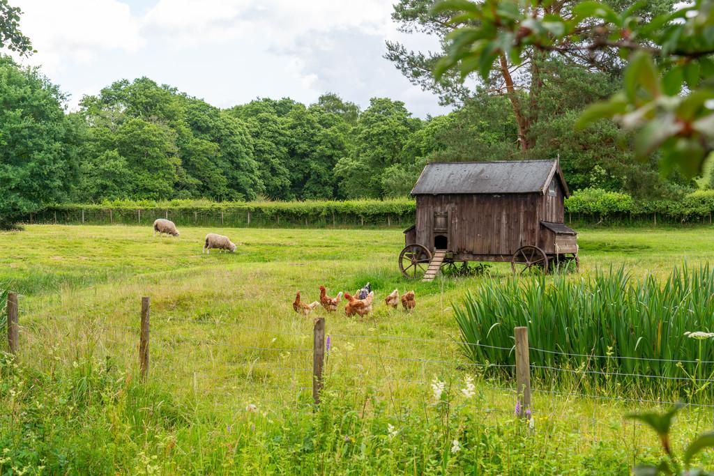 Home Field