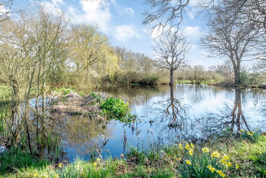 Pond