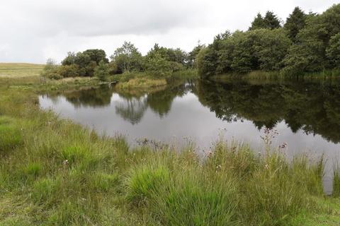 undefined, Cellan, Lampeter, SA48