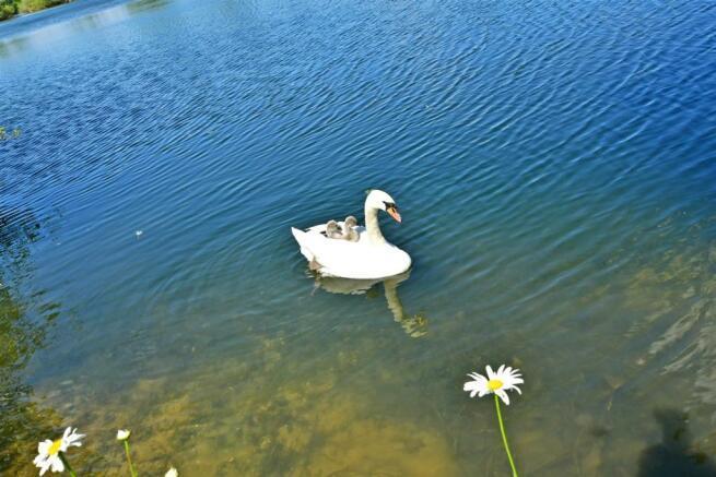 Swan.jpeg