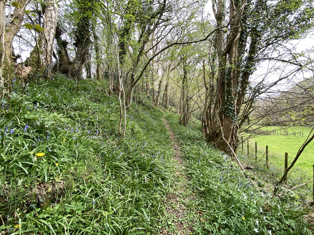 Bluebell wood