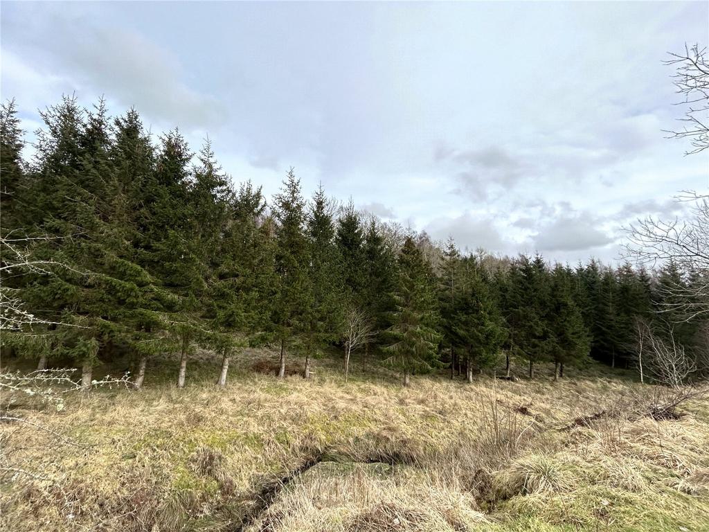 Woodland At Greenhead Farm Lot 2, Sanquhar, Dumfries and Galloway