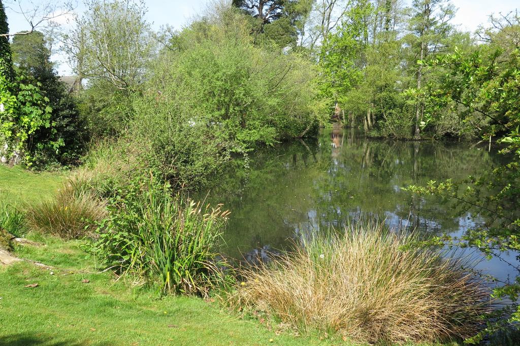 Nearby pond