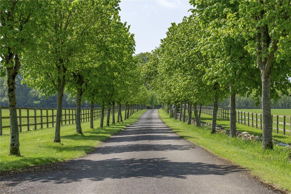 Tree Lined Drive