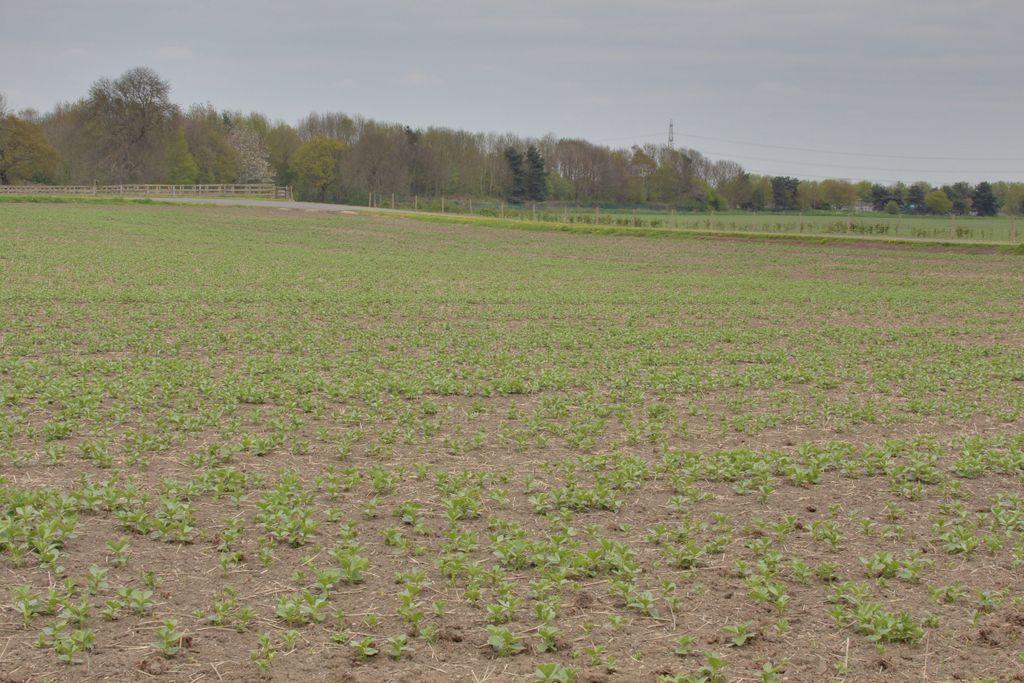 View from the driveway over the adjacent field