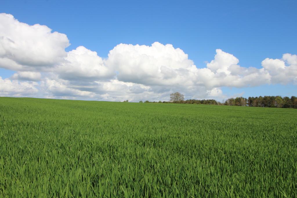 Lot 2 Land at Gubeon Farm, Morpeth Land for sale £550,000