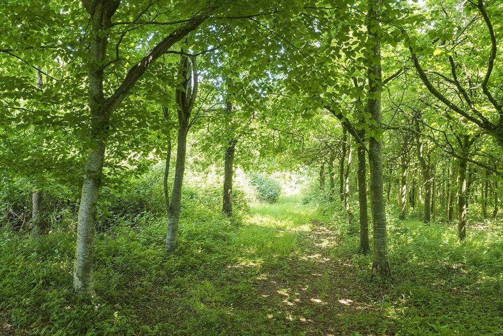 Woodland